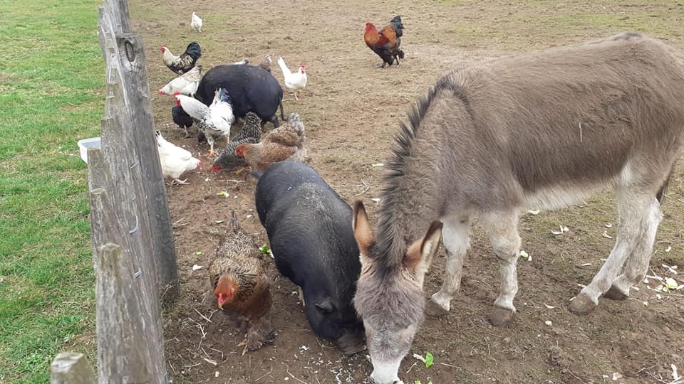 Dierenweide Foto03